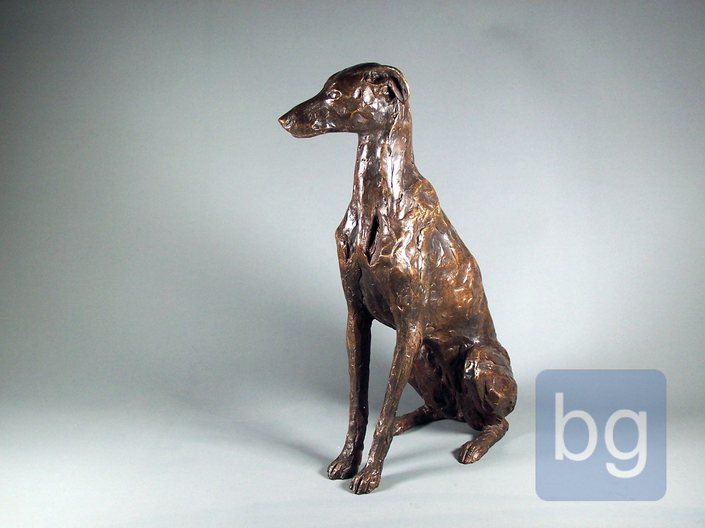 Sitting greyhound